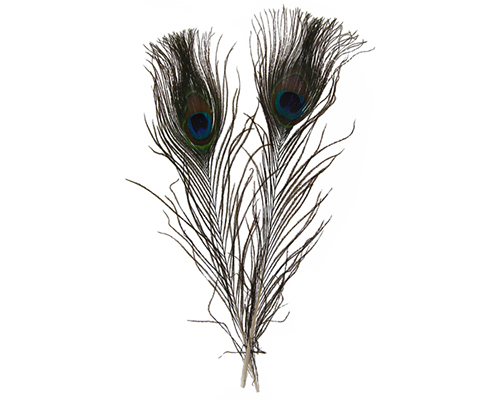 Peacock Feathers 10-12"  