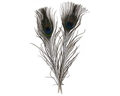 Peacock Feathers 10-12"  