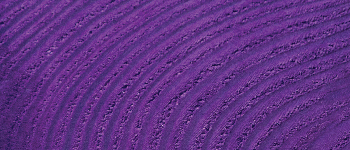 Jaquard Basic Dye - Purple 0.5oz