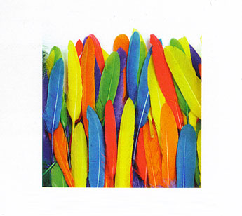 Duck Quills 14g bag 3-5" Bright Hues approx. 96pc