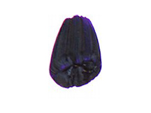 Tri-Art Acrylic Dioxazine Violet - 60mL